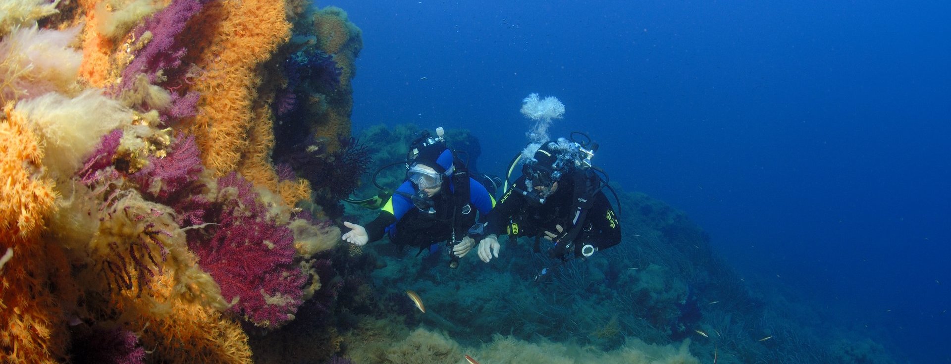 Shallow reef dive sites